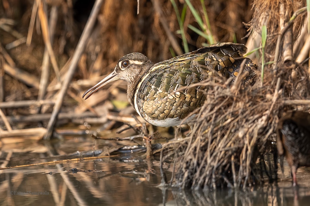 Greater Painted-Snipe - ML619131271