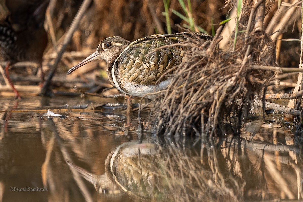 Greater Painted-Snipe - ML619131272