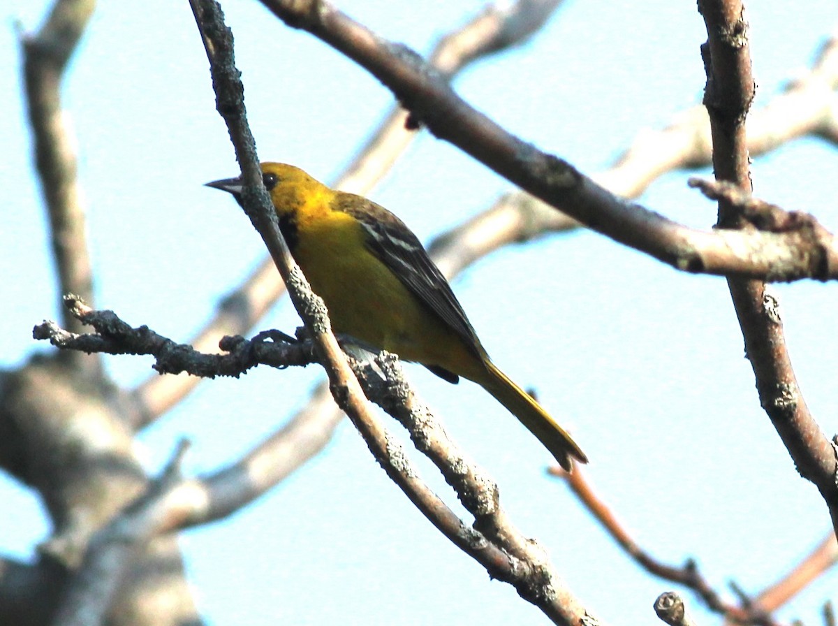 Orchard Oriole - ML619131290