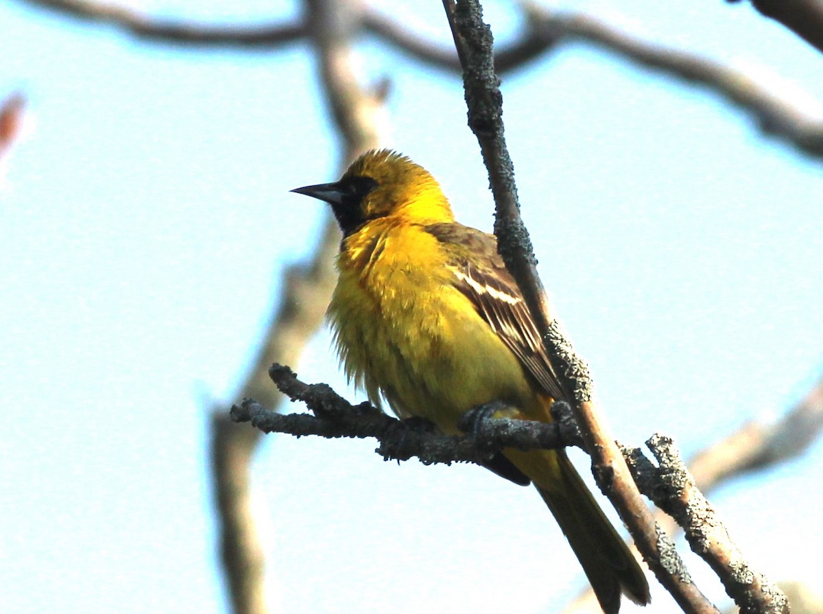 Orchard Oriole - ML619131292