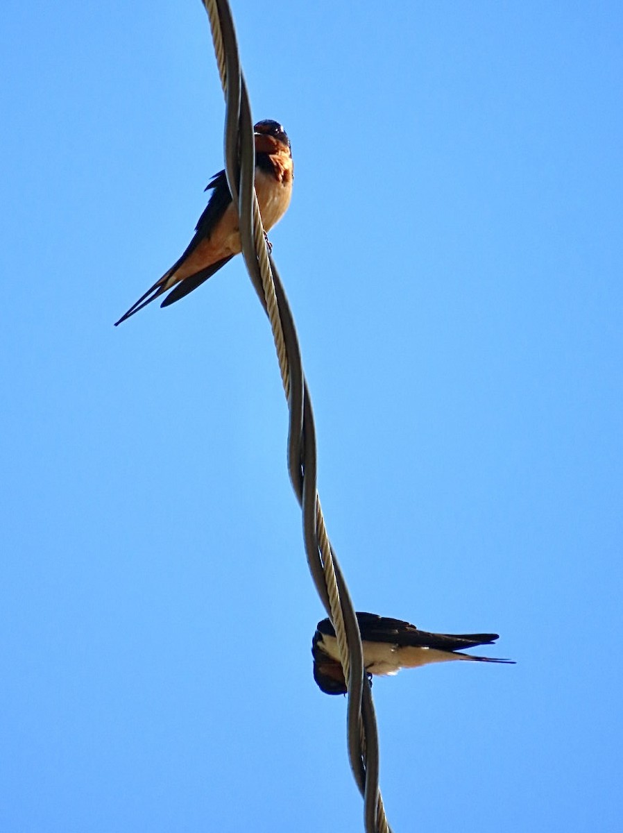 Barn Swallow - ML619131306