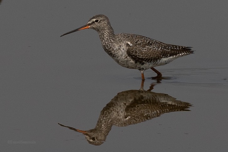 Spotted Redshank - ML619131308