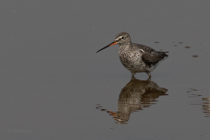 Spotted Redshank - ML619131309