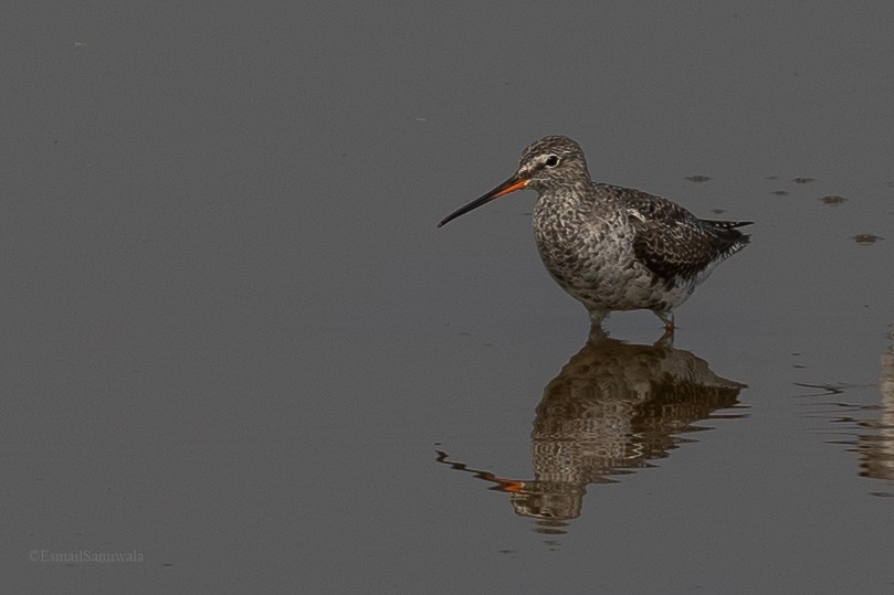 Spotted Redshank - ML619131310