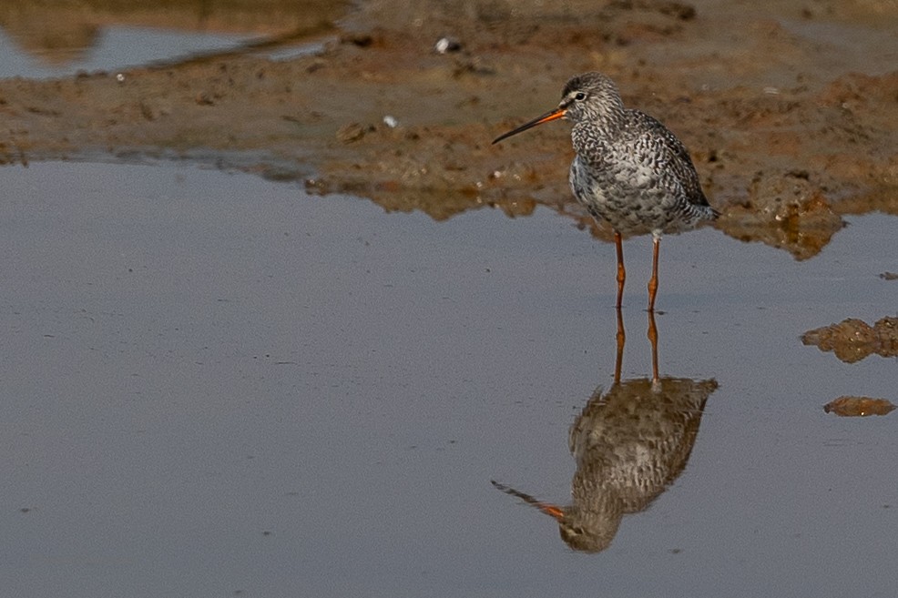 Spotted Redshank - ML619131311