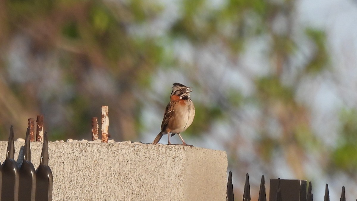 Rufous-collared Sparrow - ML619131318