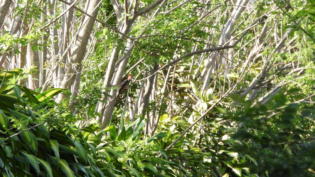 Lineated Woodpecker - ML619131326