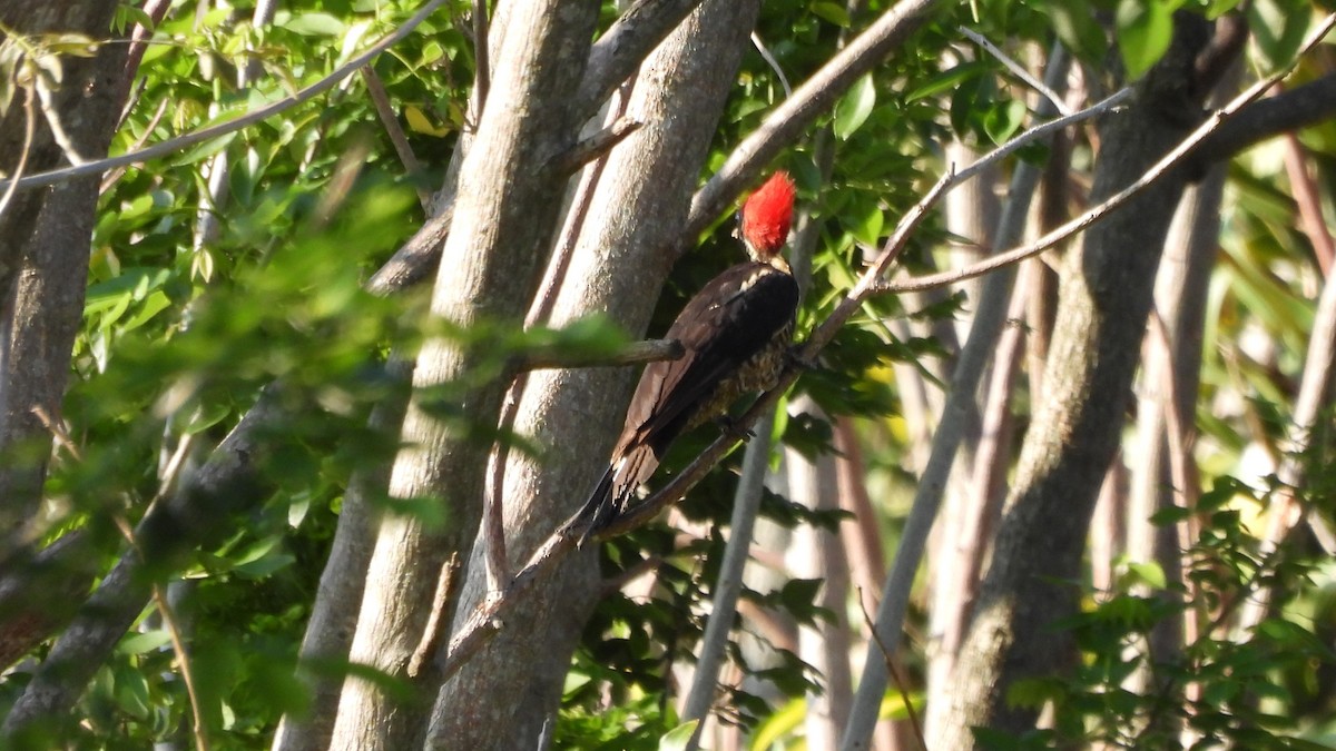 Lineated Woodpecker - ML619131327