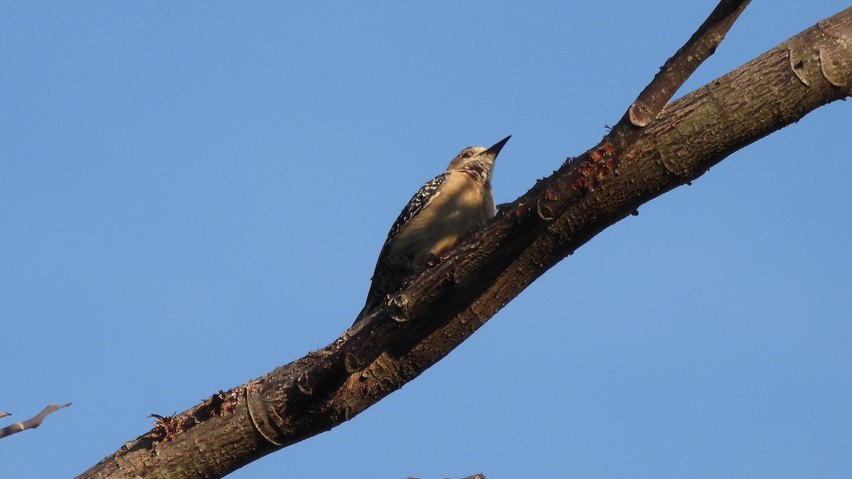 Hoffmann's Woodpecker - ML619131330