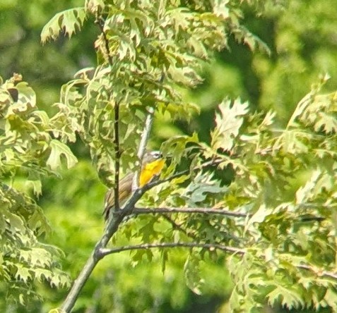 Yellow-breasted Chat - ML619131361