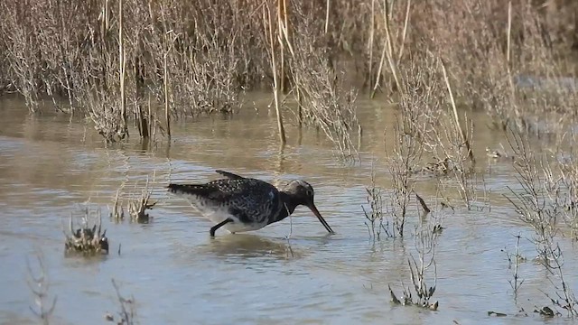 Spotted Redshank - ML619131366