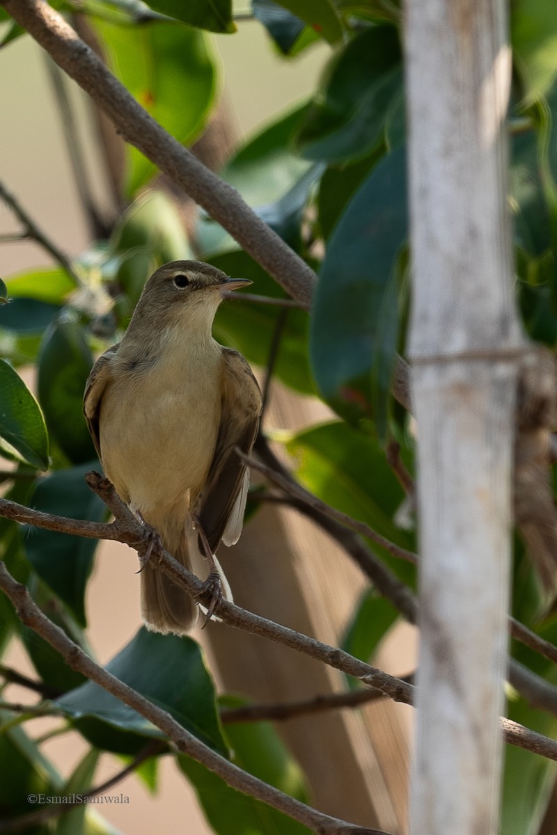 Booted Warbler - ML619131370