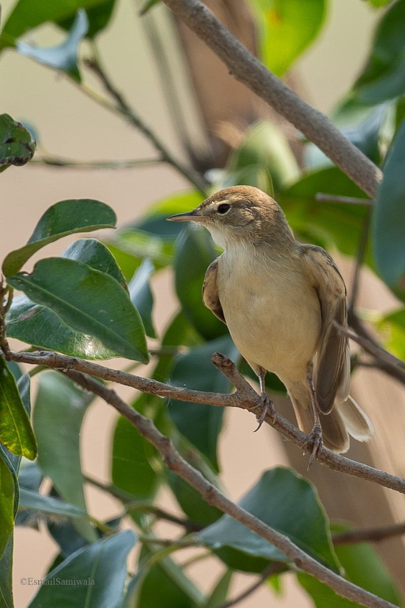 Booted Warbler - ML619131371