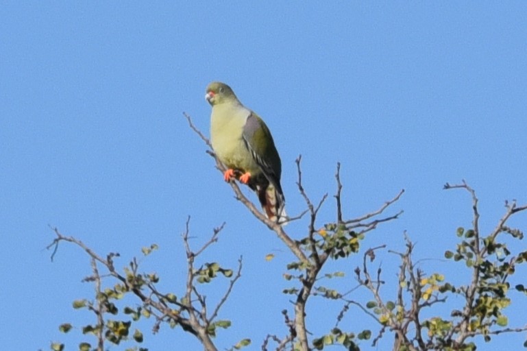 Африканский зелёный голубь - ML619131389