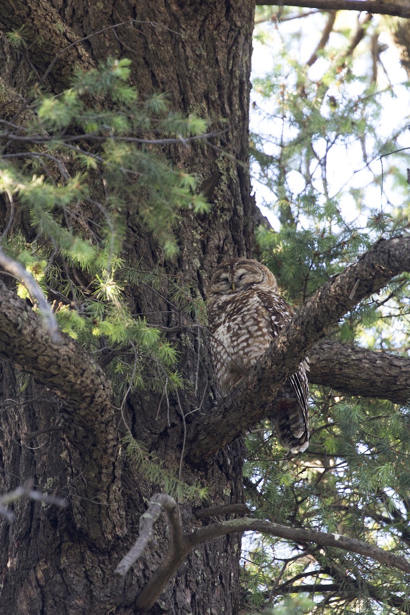 Spotted Owl (Mexican) - ML619131419