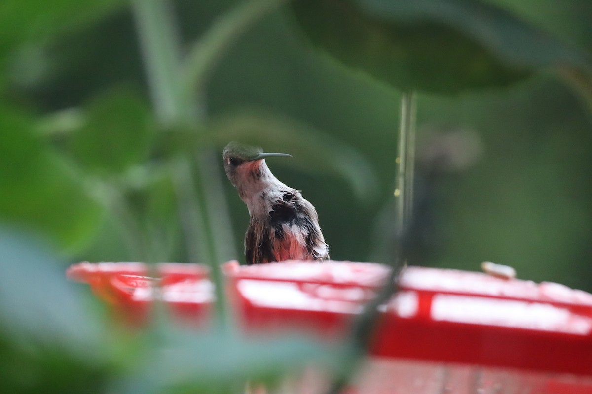 Black-chinned Hummingbird - ML619131430