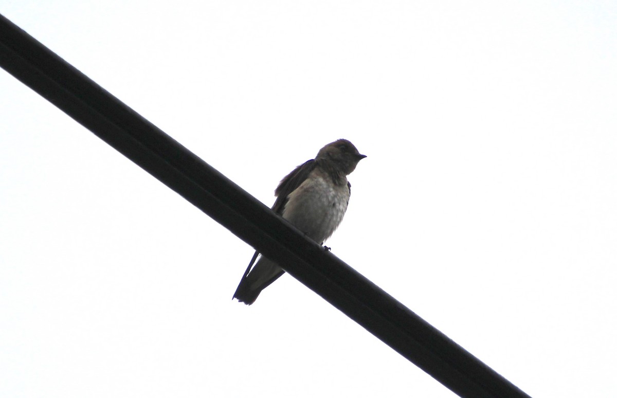 Northern Rough-winged Swallow - ML619131442