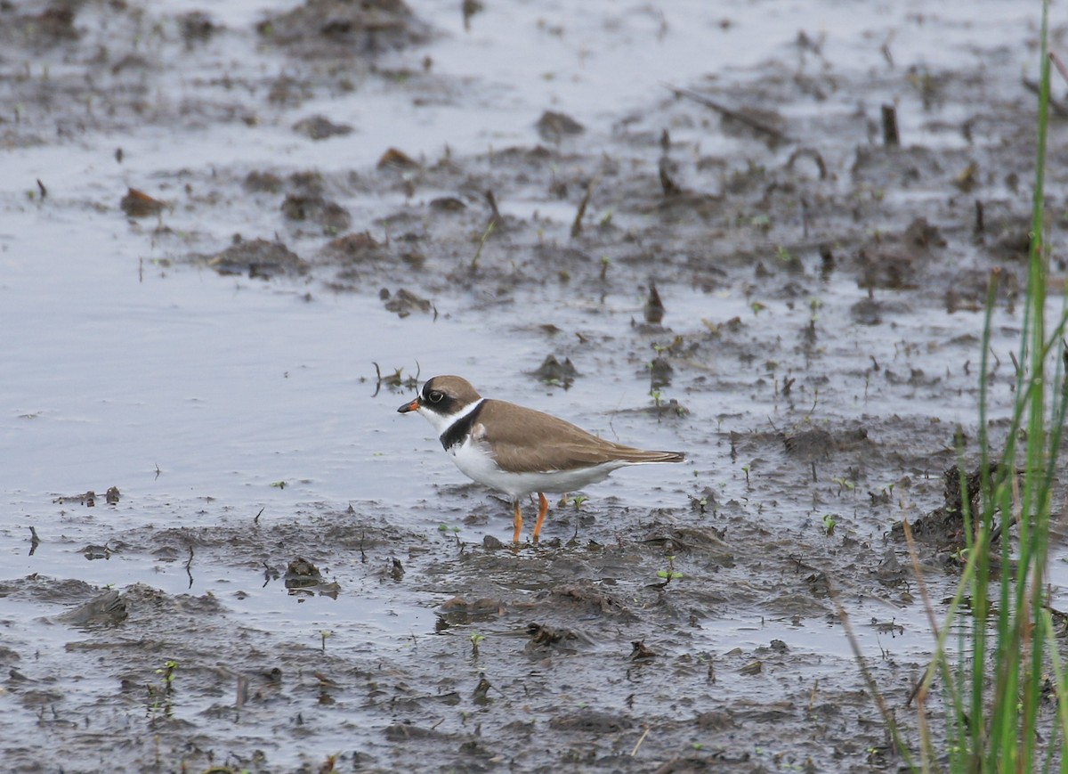 Semipalmated Plover - ML619131454