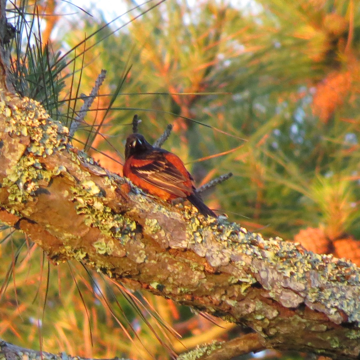Orchard Oriole - ML619131476