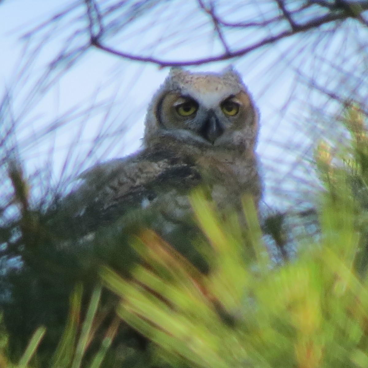 Great Horned Owl - ML619131532