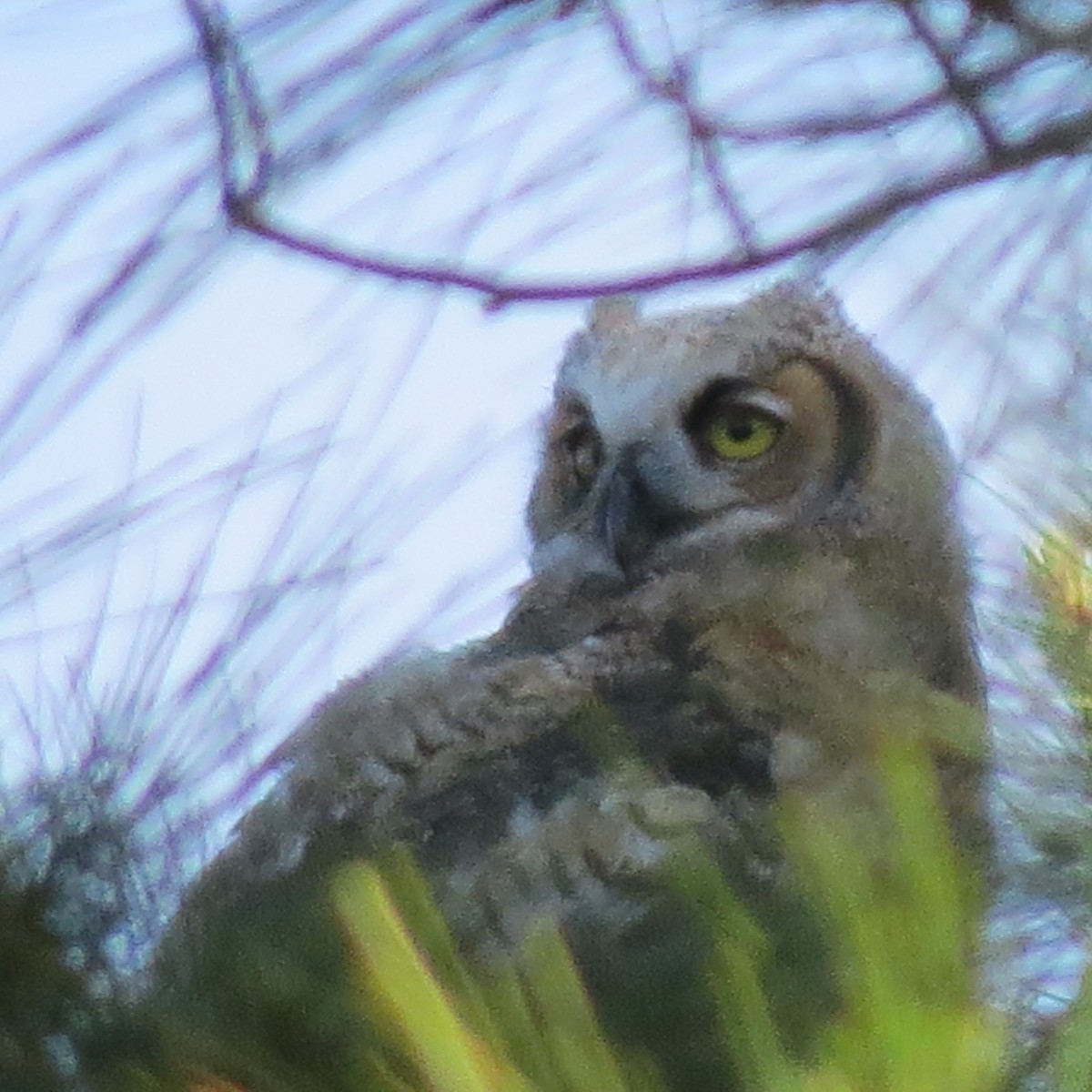 Great Horned Owl - ML619131533