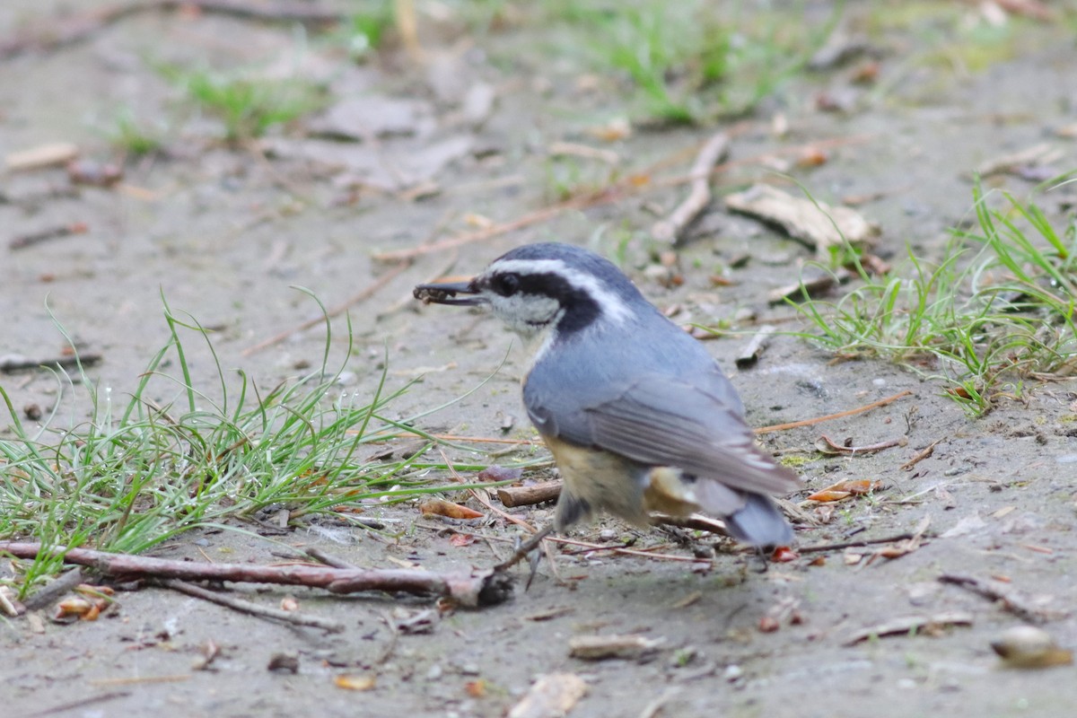 Red-breasted Nuthatch - ML619131534