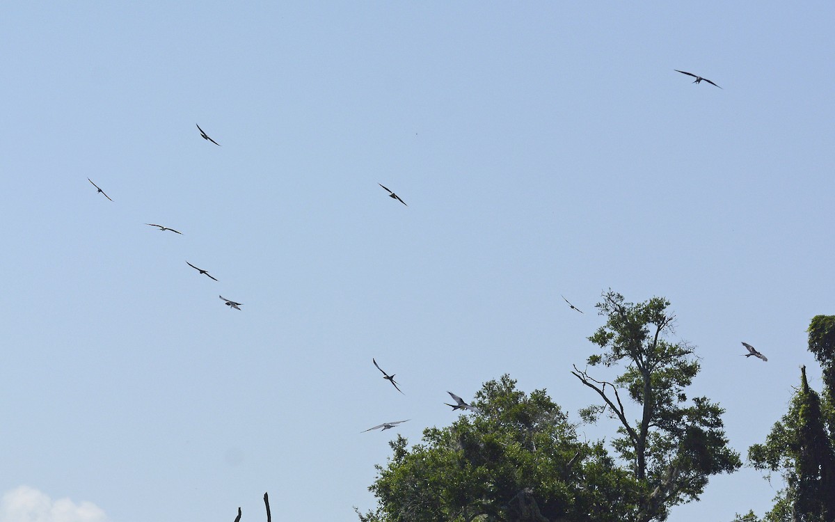 Swallow-tailed Kite - ML619131637