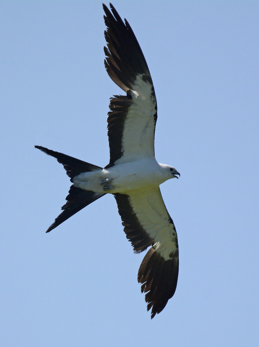 Swallow-tailed Kite - ML619131653