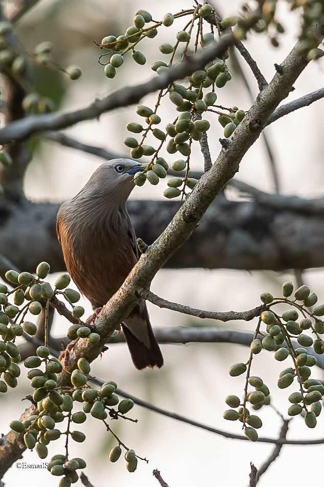 Chestnut-tailed Starling - ML619131664