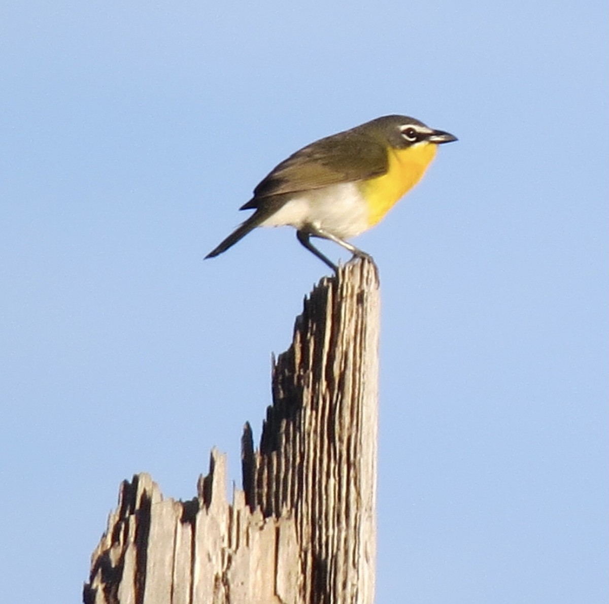Yellow-breasted Chat - ML619131678