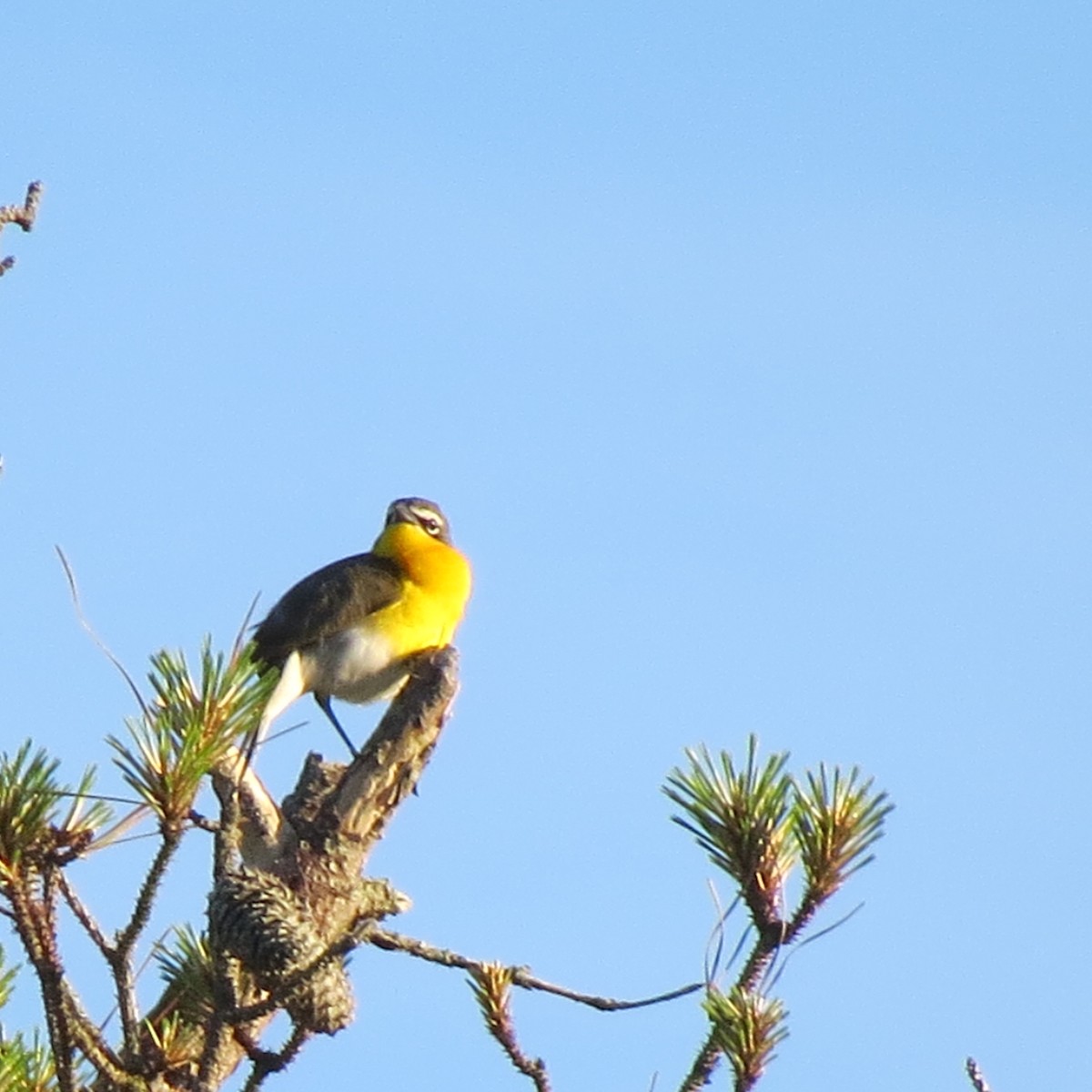 Yellow-breasted Chat - ML619131679