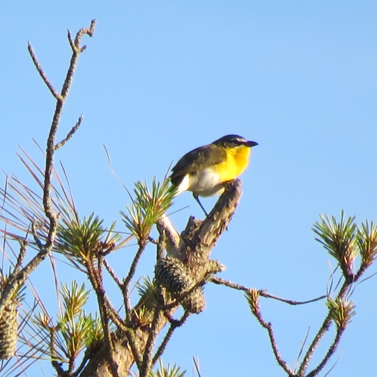 Yellow-breasted Chat - ML619131680