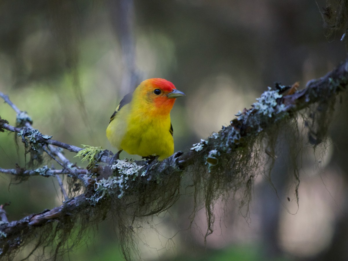 Western Tanager - ML619131688