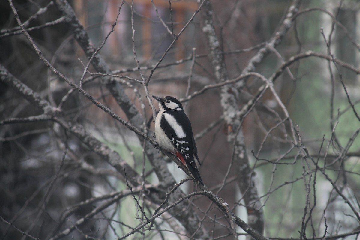 Great Spotted Woodpecker - ML619131716