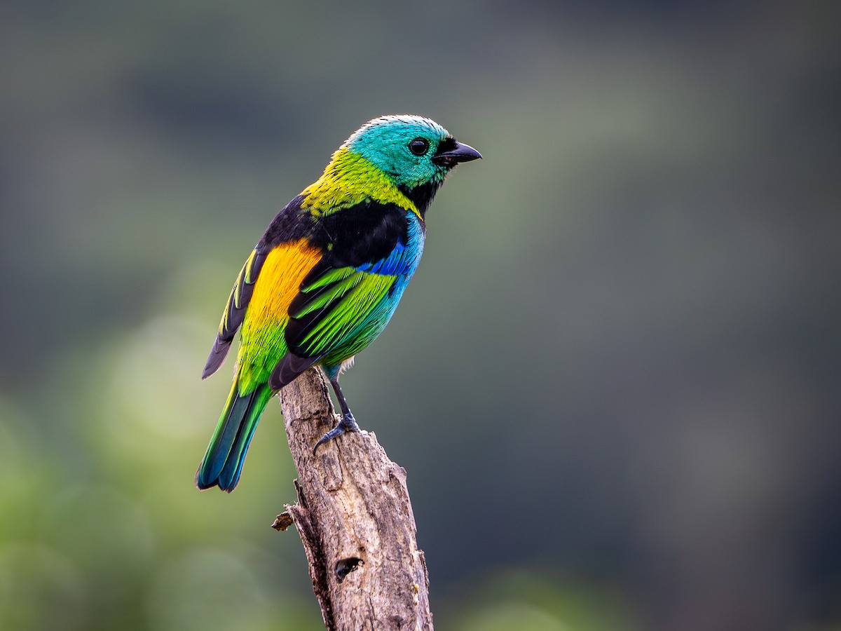 Green-headed Tanager - ML619131729