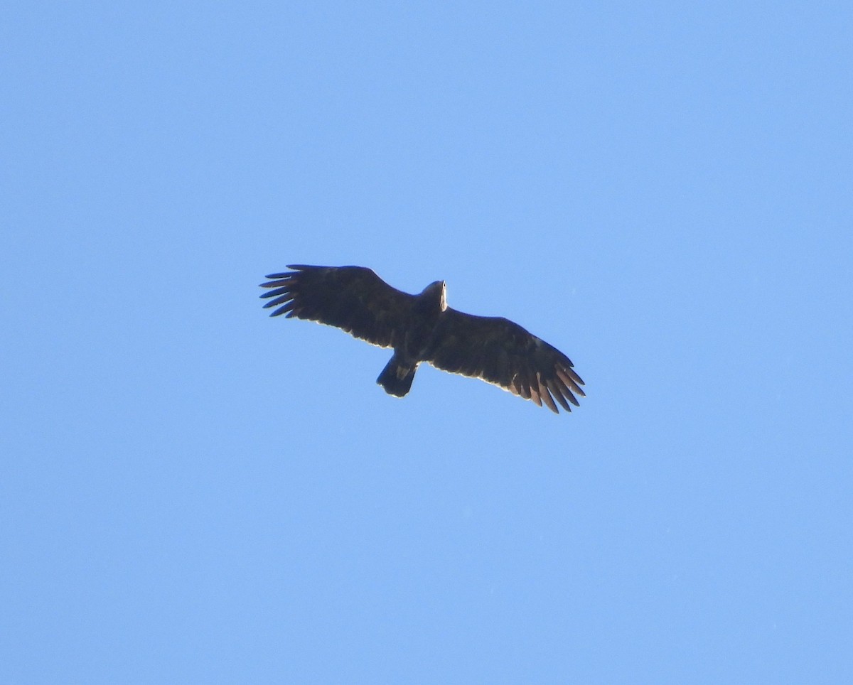 Lesser Spotted Eagle - ML619131731