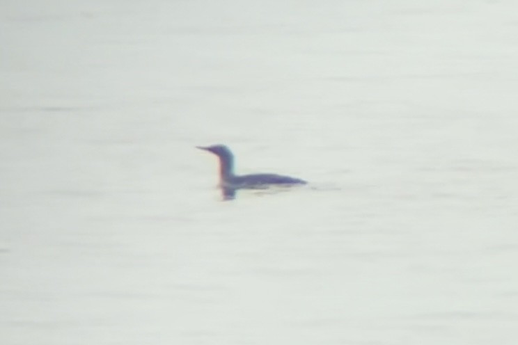 Red-throated Loon - ML619131734
