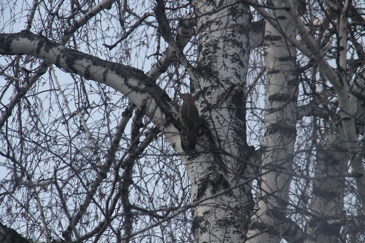 Gray-headed Woodpecker - ML619131777