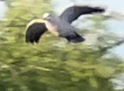 tanımsız ördek (Anatinae sp.) - ML619131850