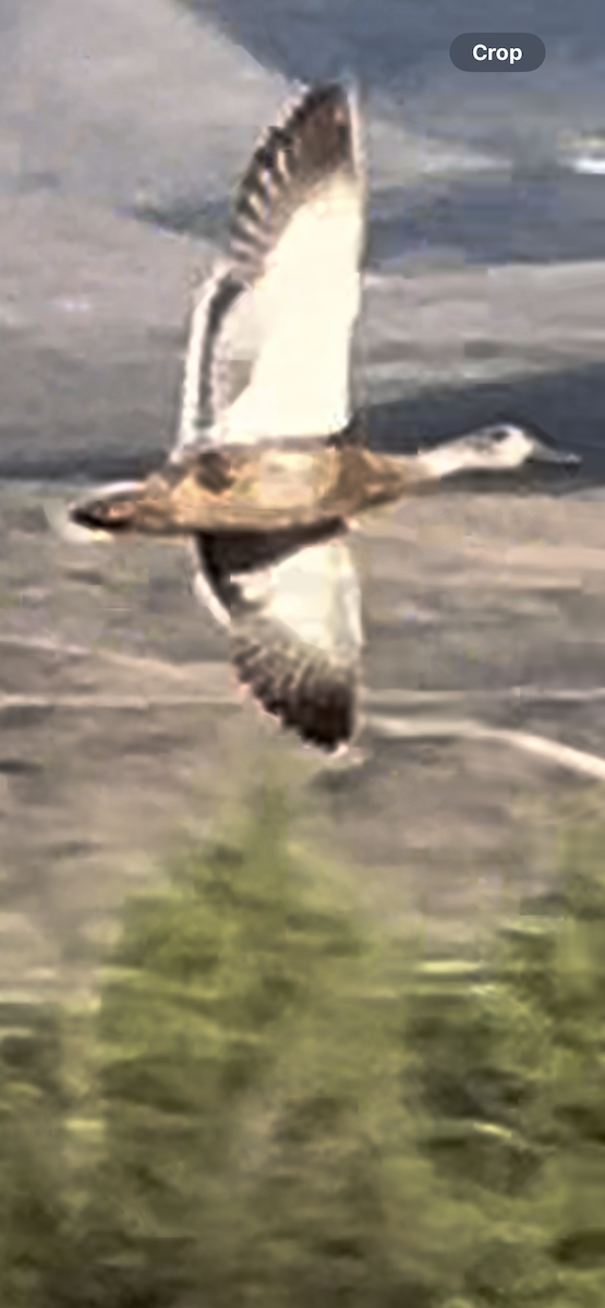 duck sp. - ML619131852