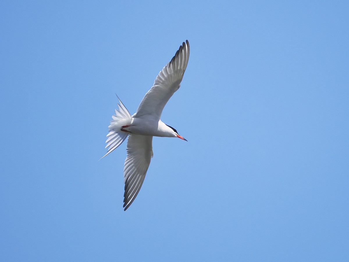 Common Tern - ML619131877