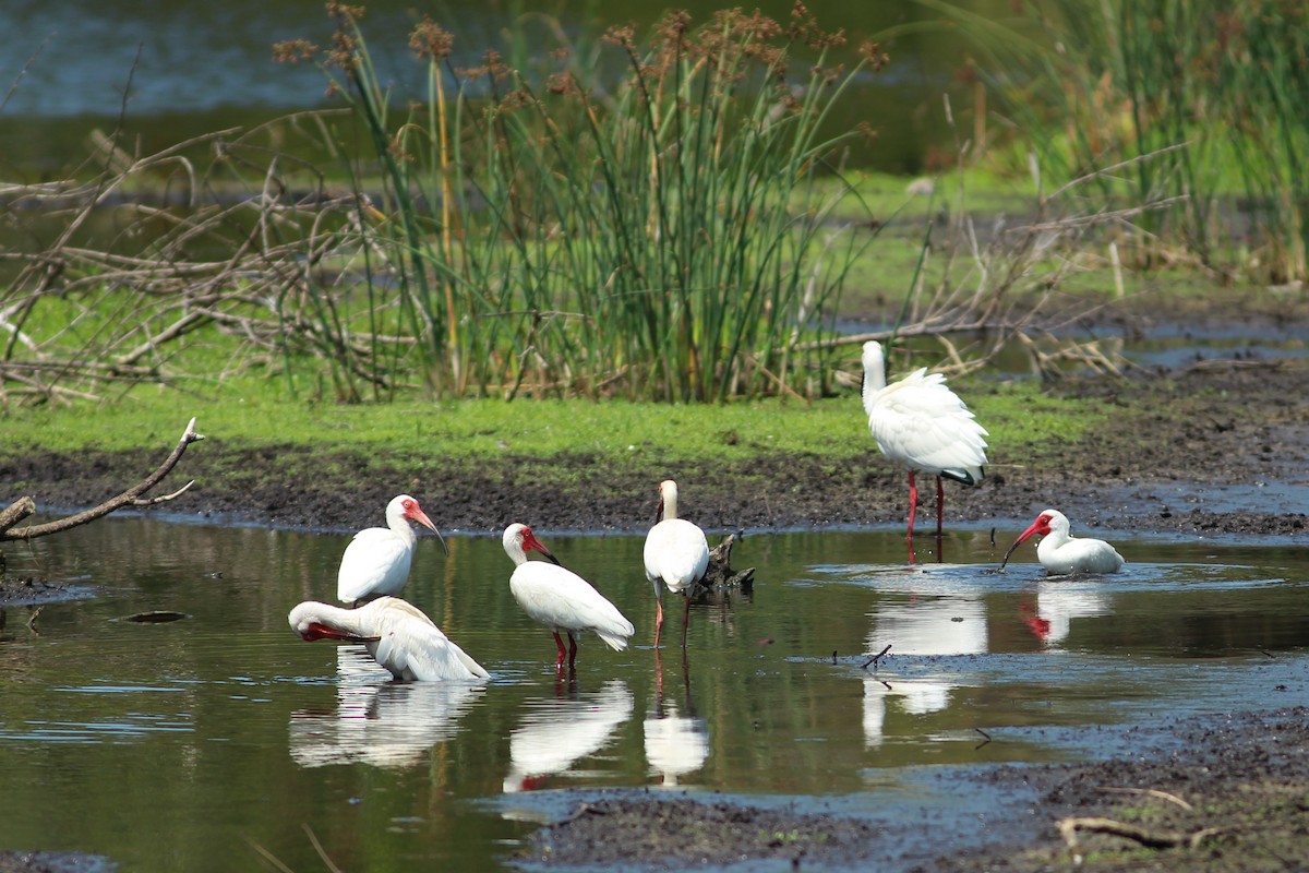 ibis bílý - ML619131893