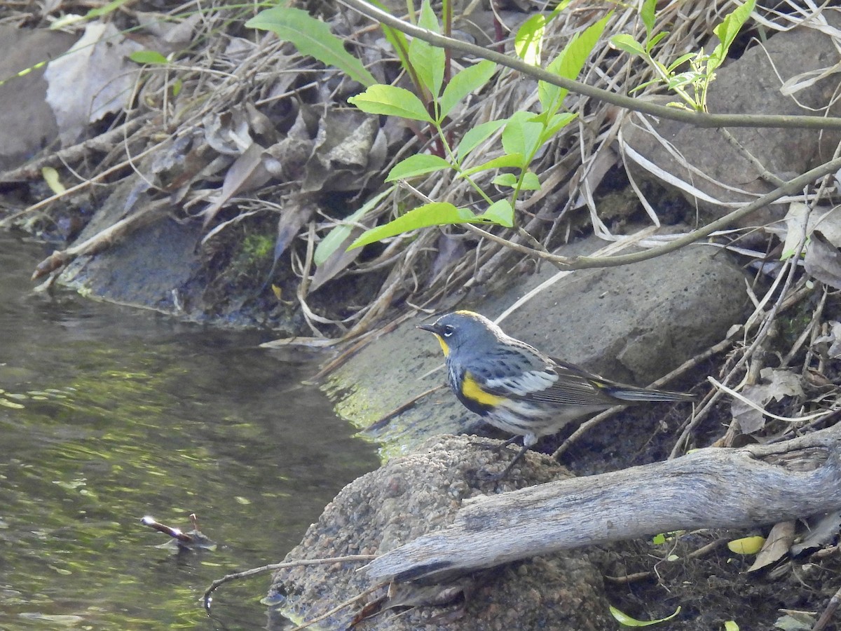 Yellow-rumped Warbler (Audubon's) - ML619131926