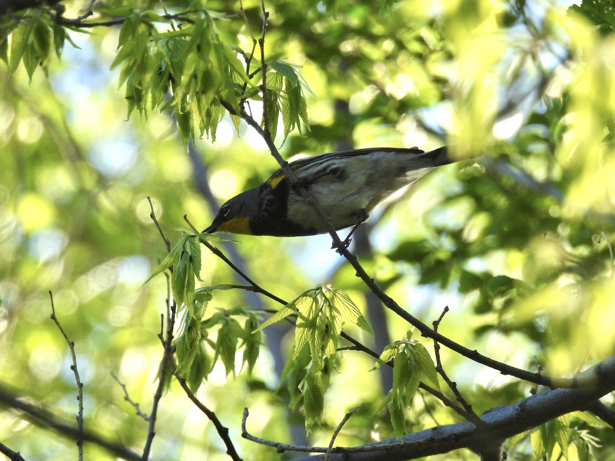 Yellow-rumped Warbler (Audubon's) - ML619131927