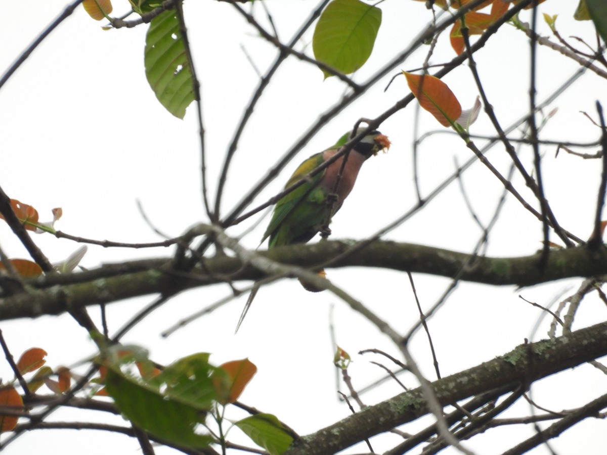 Red-breasted Parakeet - ML619131943
