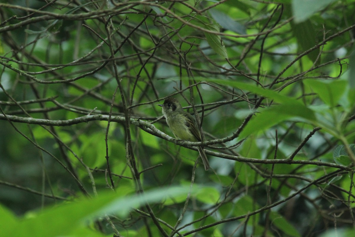 Sepia-capped Flycatcher - ML619131965