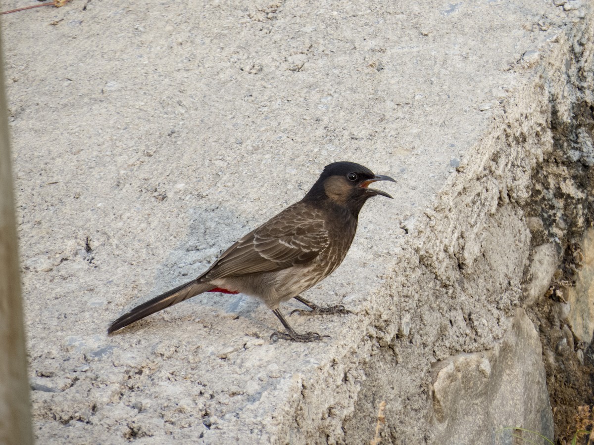 Red-vented Bulbul - ML619131992