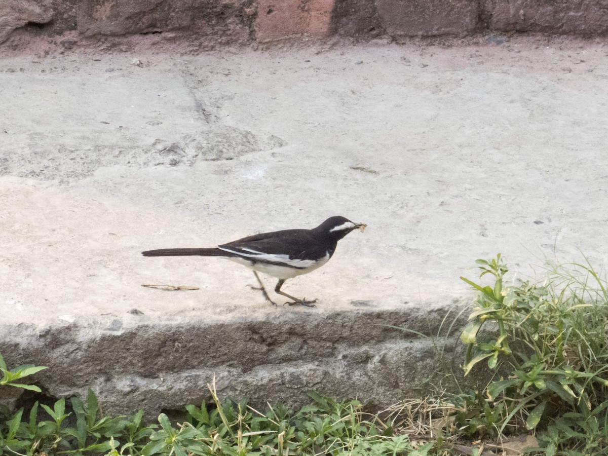 White-browed Wagtail - ML619132001