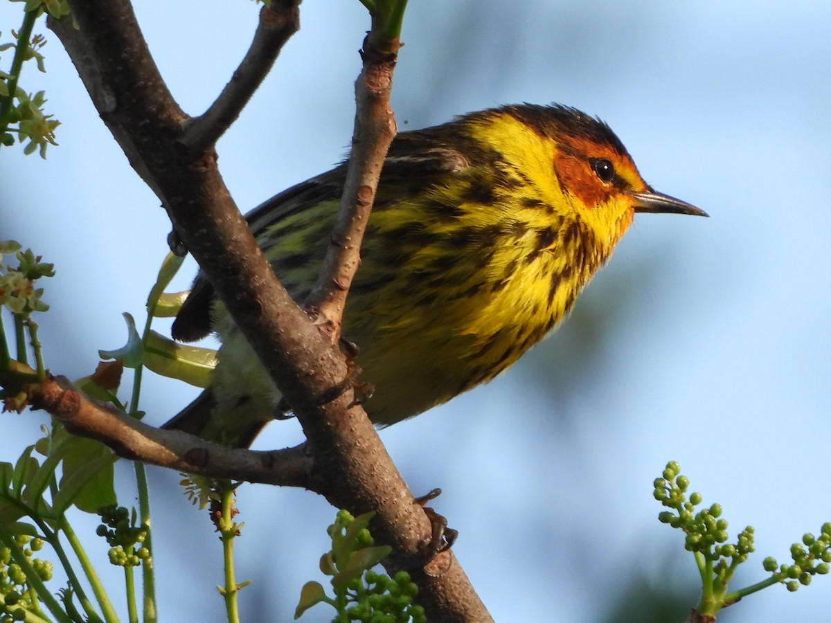 Cape May Warbler - ML619132050