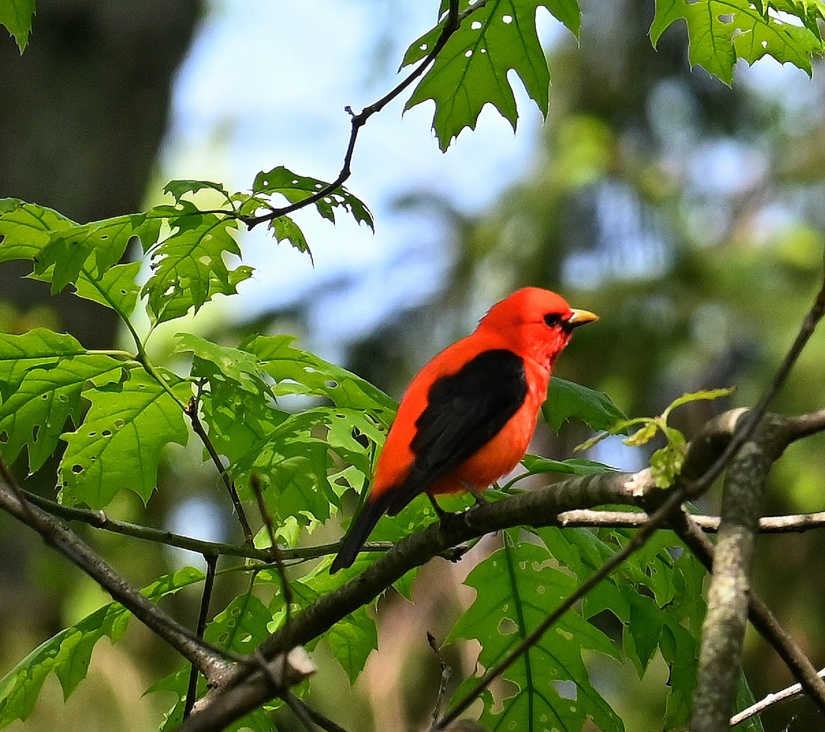 Scarlet Tanager - ML619132060